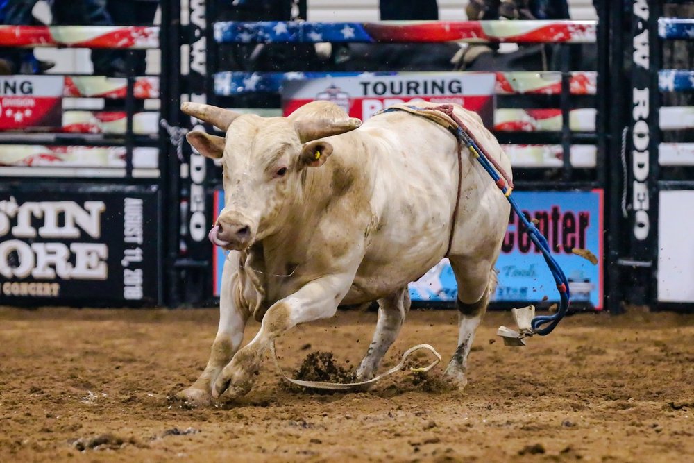PBR BULLFEST