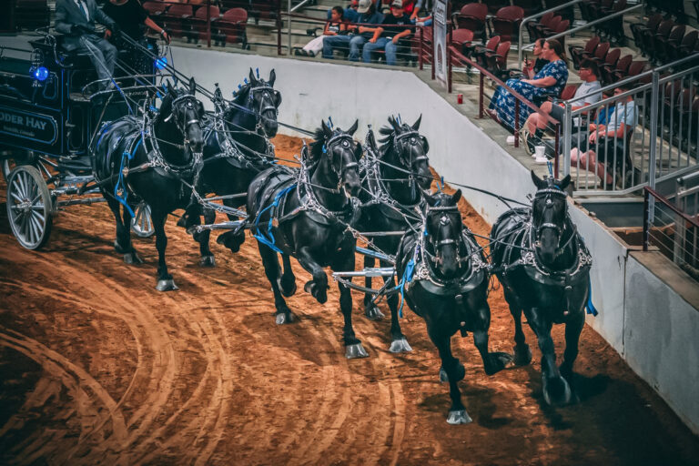 6 Horse Hitch Classic