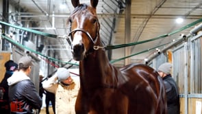 Morgan Horse Sale