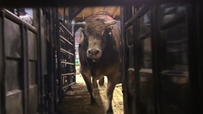 PBR Bullfest
