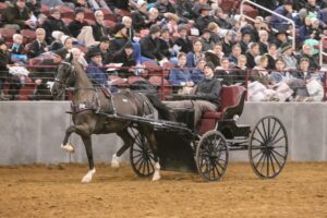 northern indiana buggy pony auction