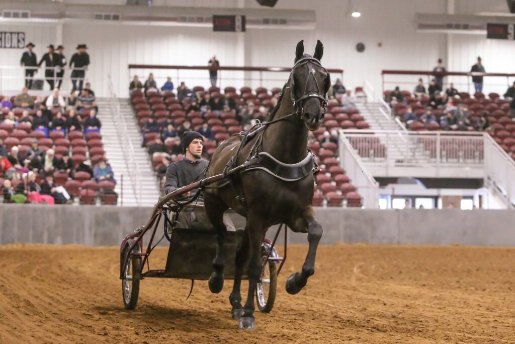 Winterfest Standardbred Driving Horse Sale - Michiana Event Center