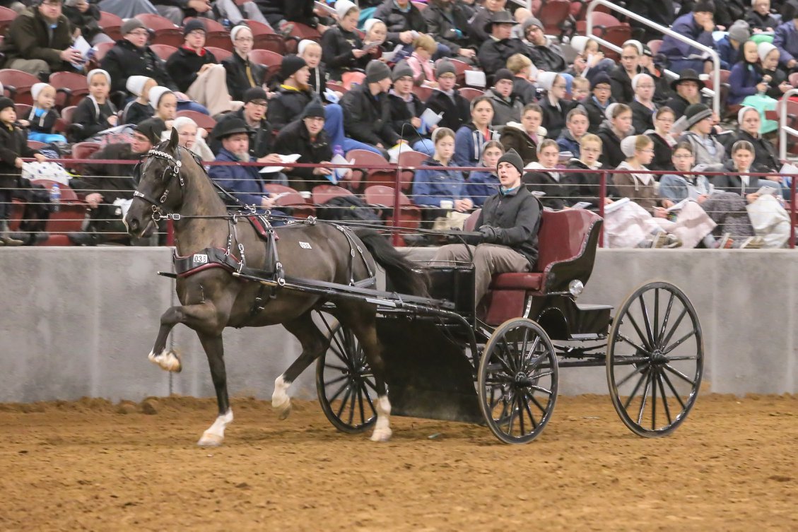 northern indiana buggy pony auction