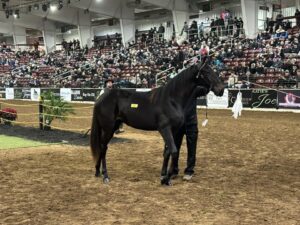 national breeders showcase