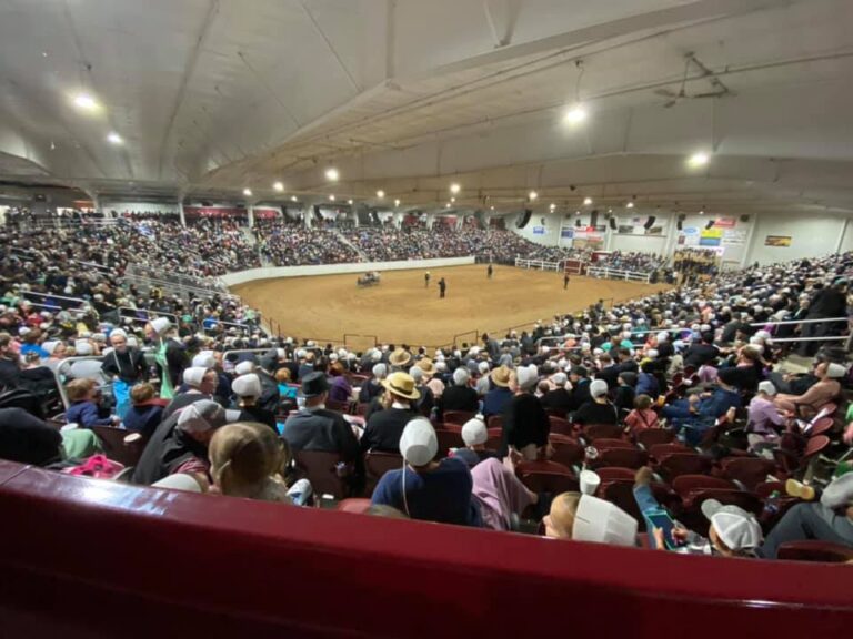 chupps pony auction