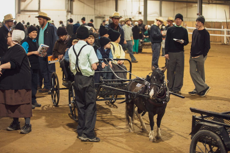 chupps pony auction
