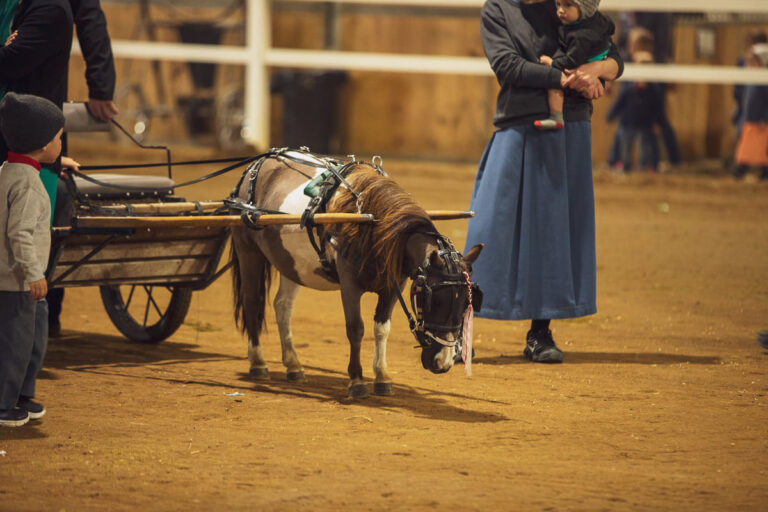 chupps pony auction
