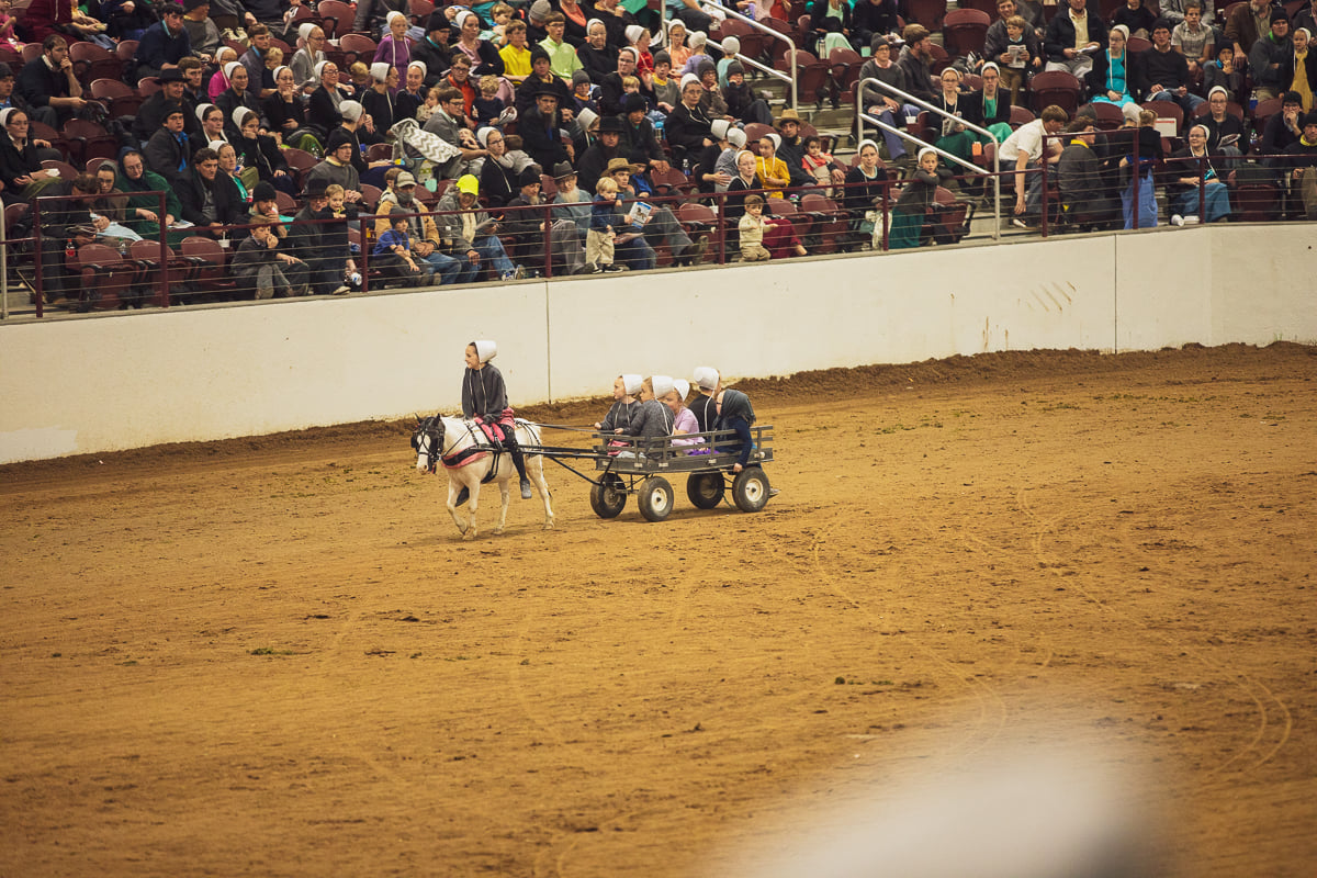 chupps pony auction pony cart
