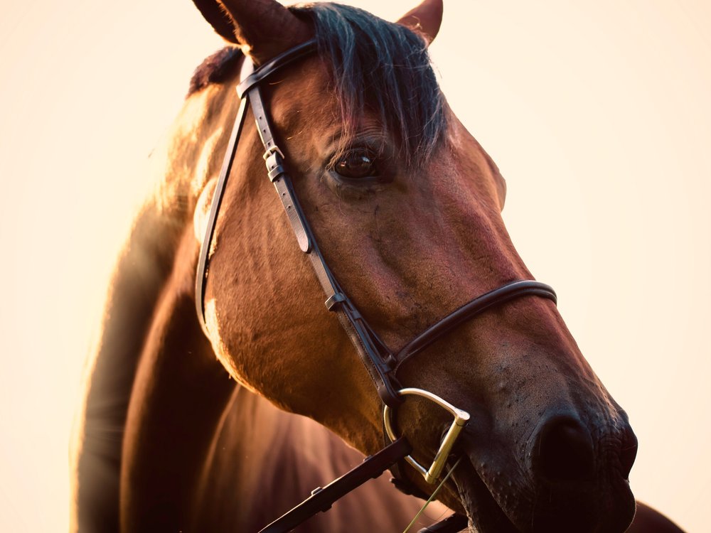 Benefit Auction/Stallion Presentation