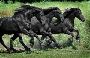 Michigan Friesian Horse Club