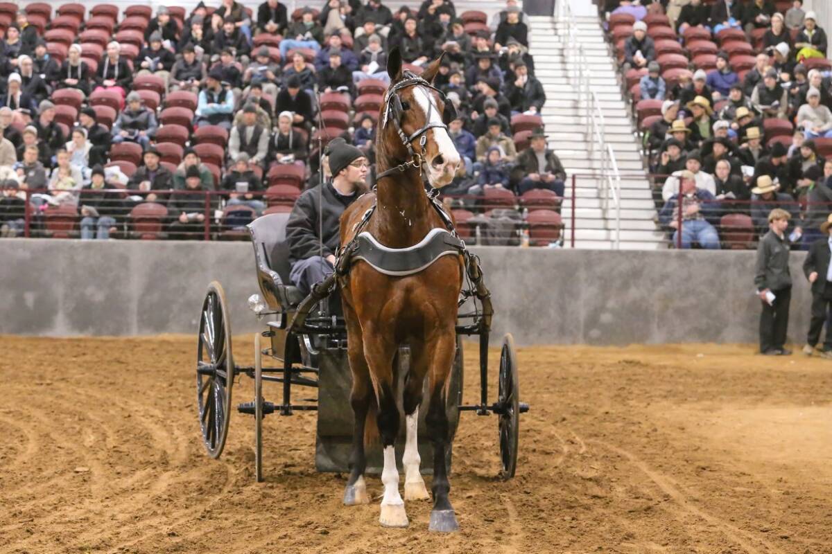 Standardbred Horse Sale