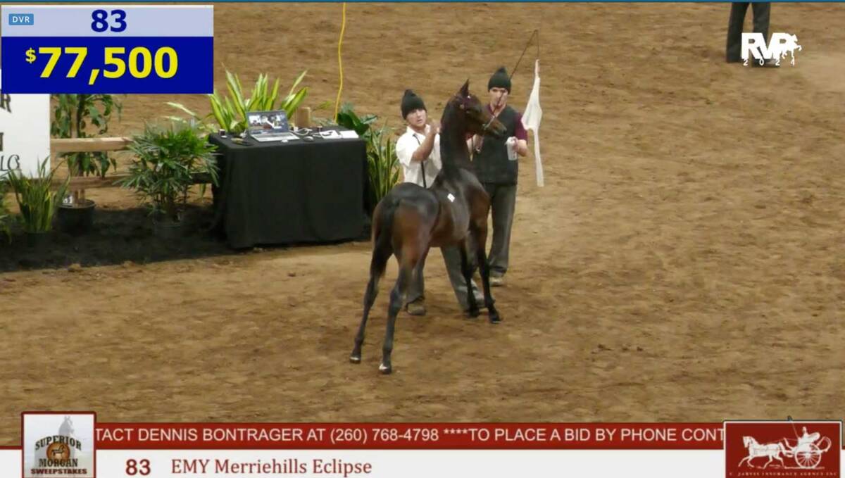 Superior Morgan Horse Sale