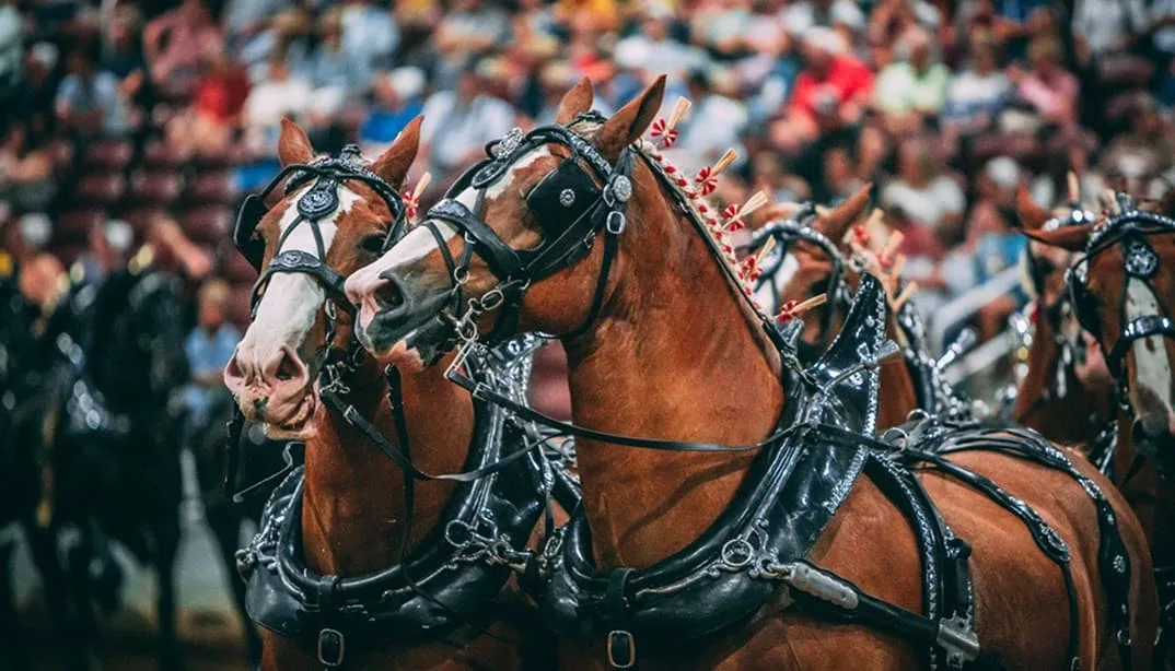 Horses in harnesses during a parade event