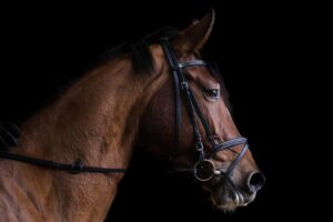 Benefit Stallion Presentation